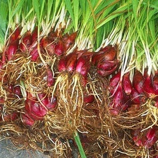Sâm Đại Hành (10Củ Giống) sp9