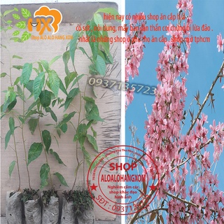 combo 5 cây mai anh đào cây con [ cây giống ]