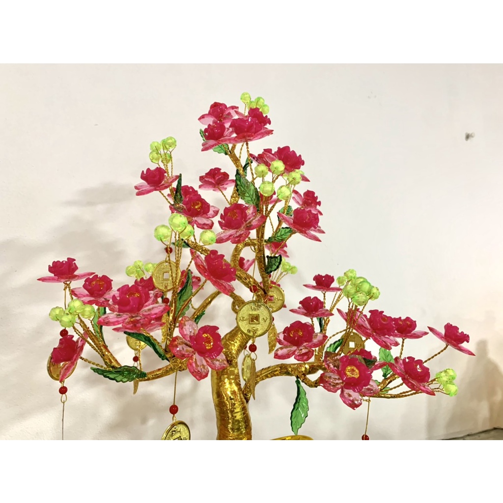 Cây kim tiền hoa đào cao 45cm