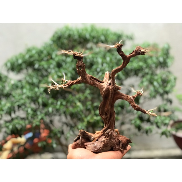 Lũa bonsai cổ thủ cho bể cá thuỷ sinh KT: C32xD22