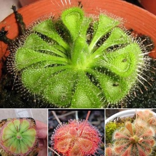 Hạt Giống Cây Ăn Thịt Bắt Mồi Gọng Vó - Gói 10 hạt KNS2111
