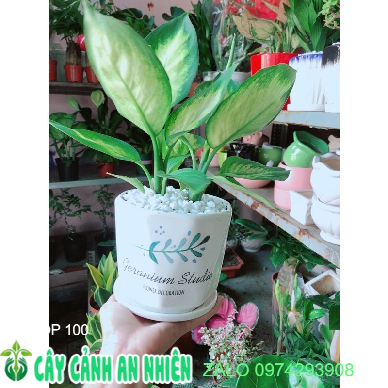 Chậu Cây Vạn Niên Thanh