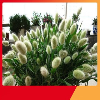 Hạt Giống Cỏ Đuôi Thỏ