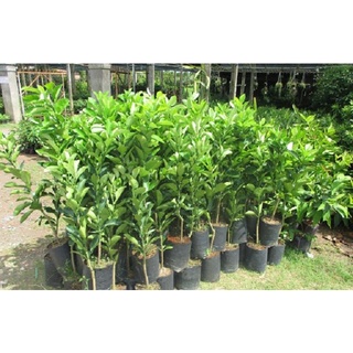 Cây Giống Bưởi Da Xanh