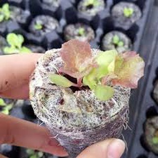 COMBO 50 viên nén sơ dừa ươm hạt