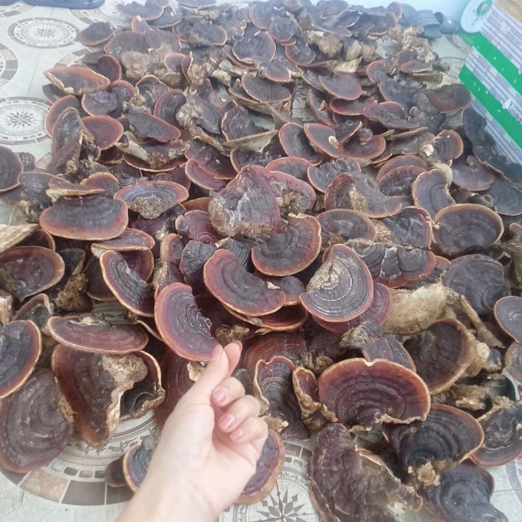 Nấm linh chi đỏ hàng chuẩn rừng tự nhiên 100% túi 500gr và 1KG