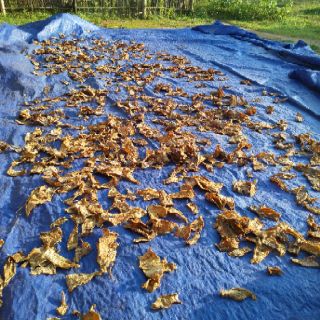 hạt giống măng nứa 50g