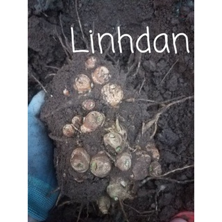 củ địa liền tươi 2kg 165k