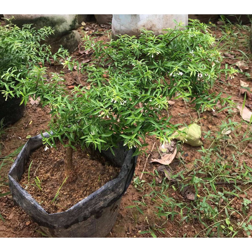 Cây mai chiếu thủy