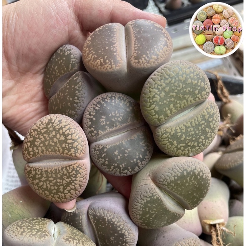Sen mông,lithop,thạch lan size đại