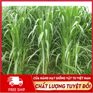 [Mã SHOPHG10K giảm 10K] Giống cỏ voi dành cho chăn nuôi năng suất 500 tấn/ha gói 200g