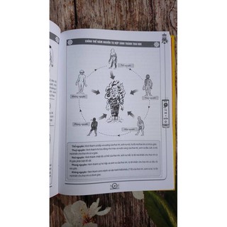 Sách - Combo Trọn Bộ Tứ Bộ Y Điển ( 2 Tập,Lẻ, Tùy Chọn)