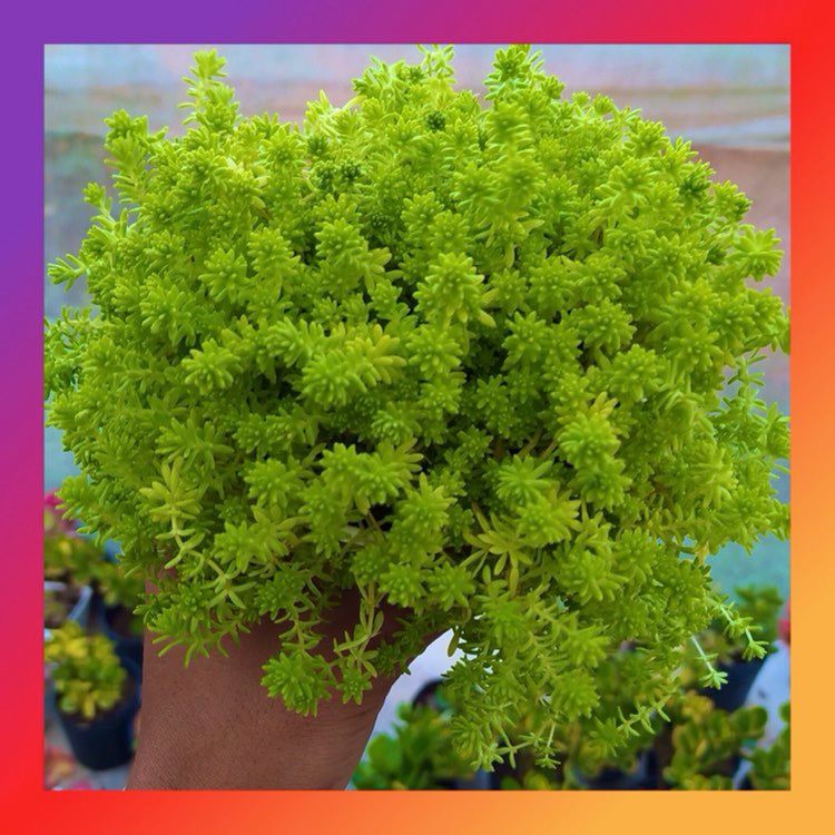 Sen đá sedum vàng SONDA GARDEN size trung bình 10cm, xuất xứ Đà Lạt, khoẻ đẹp, lỗi 1 đổi 1