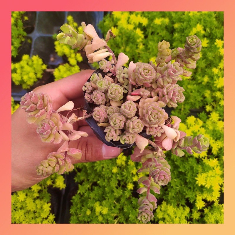 Sen đá sedum hoa hồng pháp Đà Lạt size bé cây cảnh trang trí nhà cửa Lolita garden