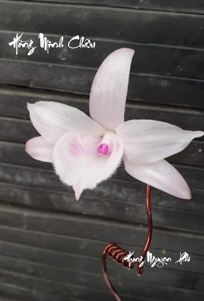 Lan phi điệp đột biến 5 CÁNH HỒNG MINH CHÂU - Hoa siêu đẹp, thuần khiết giá rẻ