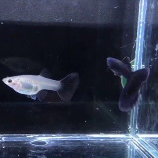 guppy bule moscow