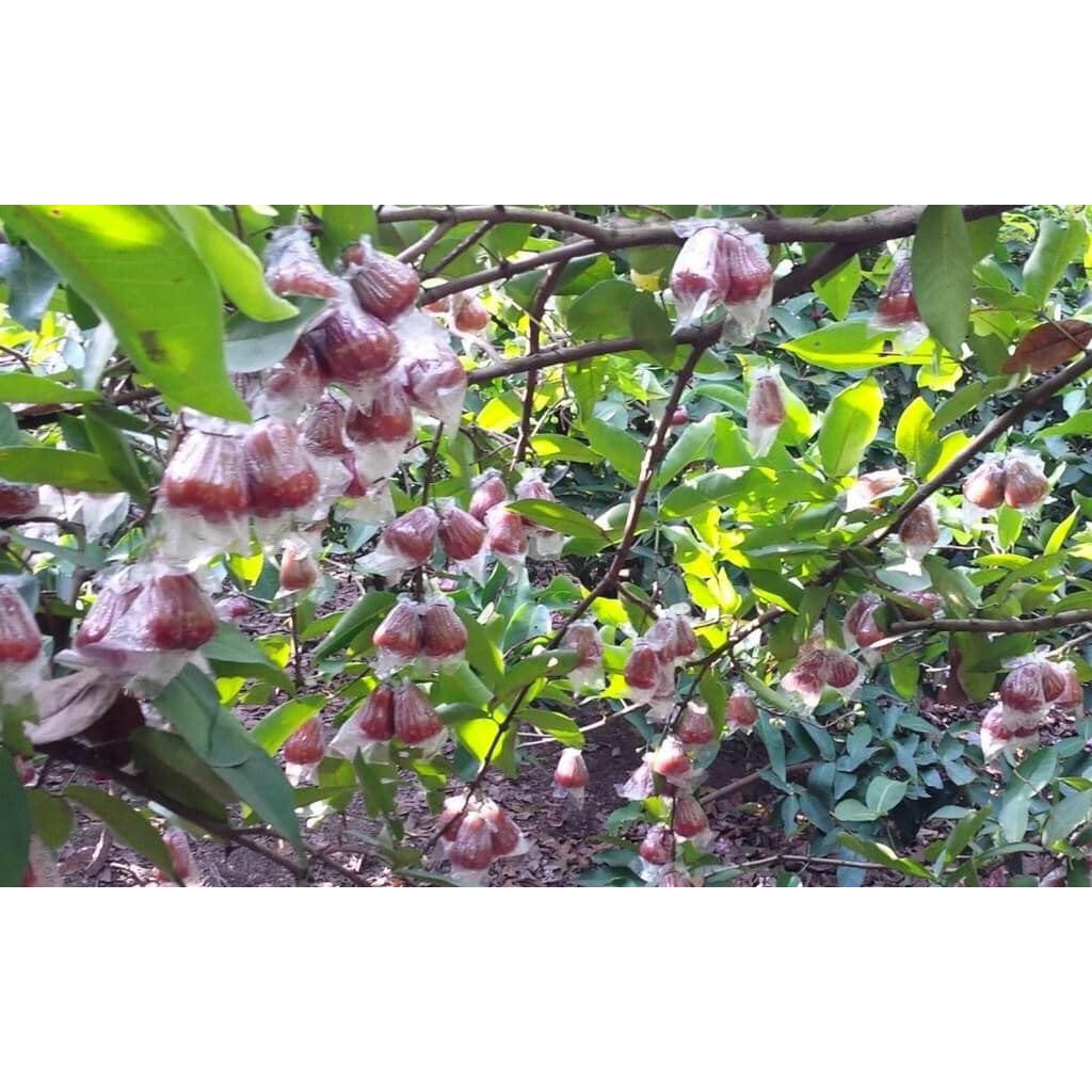 🍓 Cây Mận đỏ Thái Lan rất dễ trồng, ít sâu bệnh, cây xanh mướt quanh năm, hoa, lá có mùi hương thơm dễ chịu 🍓 Quả Mận