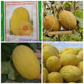 HẠT GIỐNG DƯA LƯỚI VÀNG - 10 HẠT