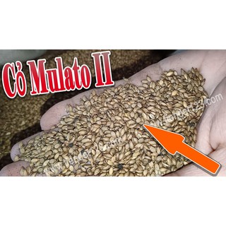 Hạt giống cỏ Mulato II - Cỏ Sả Dinh Dưỡng (gói 50g)- Hạt Giống Cỏ Chăn Nuôi Trâu-bò-dê-cừu-cá