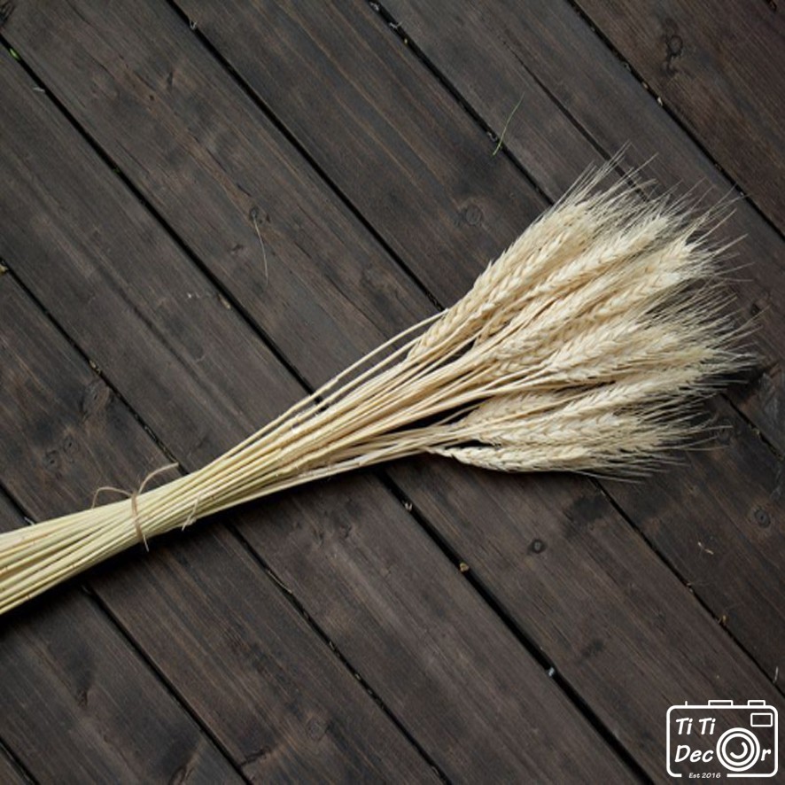 Bó lúa trang trí chụp ảnh, decor nhà cửa, cửa hàng