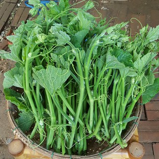 Hạt Giống Bí Siêu Ăn Ngọn CaNaAn/Gói -Nhiều Hạt, Thu Hoạch Quanh Năm, Siêu Đọt, Cọng Xanh Tươi, Ăn Ngon, Dòn, Dễ Nẩy Mầm
