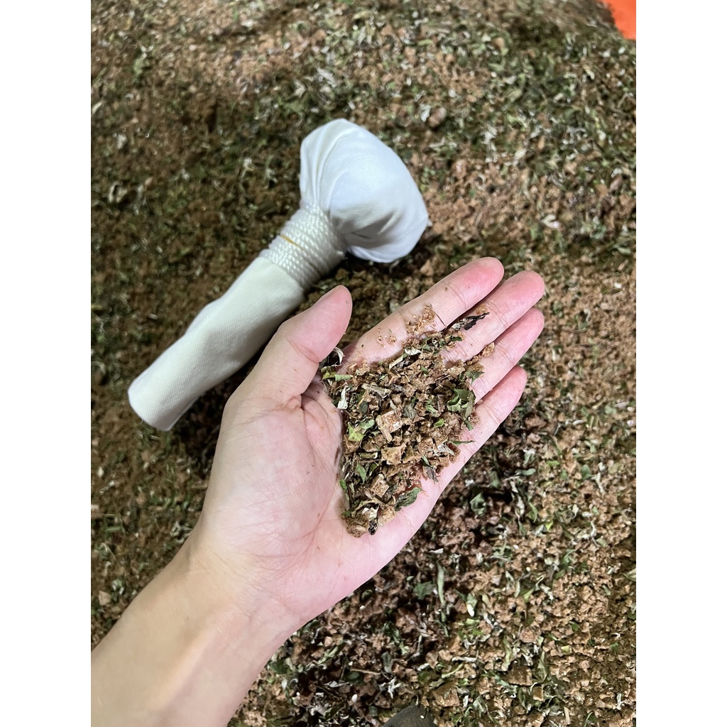 CÂY MUỐI CHƯỜM MẮT THẢO DƯỢC