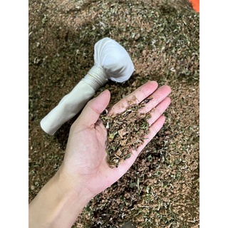 Cây muối chườm mắt thảo dược