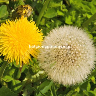 Hạt giống Bồ công anh