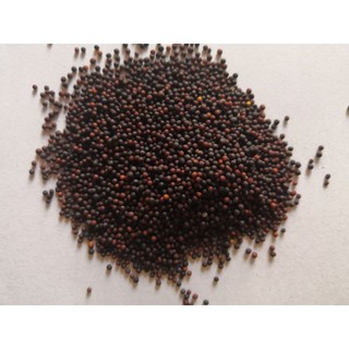 1 Lạng hạt giống rau cải chip