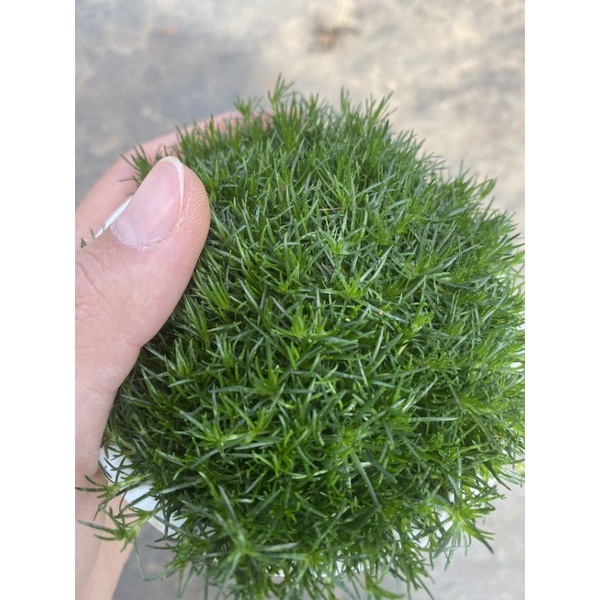 Chậu cứng Zoysia japonoca