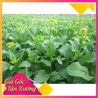Hạt Giống Cải Ngọt Bông Ăn Bông (Cải Ngồng) Dễ Trồng