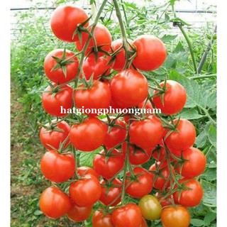 10H - HẠT GIỐNG CÀ CHUA CHUỖI NGỌC F1