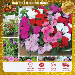COMBO 10 loại hoa đẹp dễ trồng chơi tết TẶNG 2 phân bón