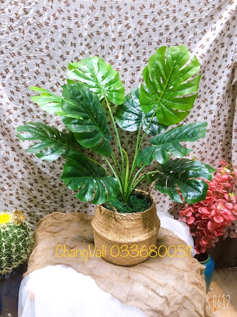 Cây giả- Cây trầu bà tay phật 80cm 12 lá lớn - trang trí nhà cửa - HN