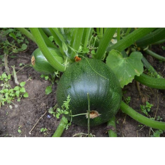 HẠT GIỐNG BÍ NGÒI QUẢ TRÒN XANH - GÓI 2 GRAM