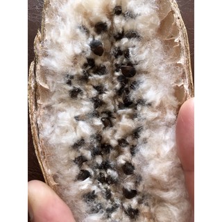 Hạt giống cây Bông Gòn | Hoa Gạo Trắng