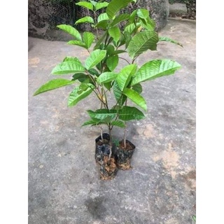 trám đen cây giống