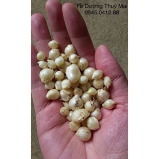 Hành tăm nghệ an 1kg