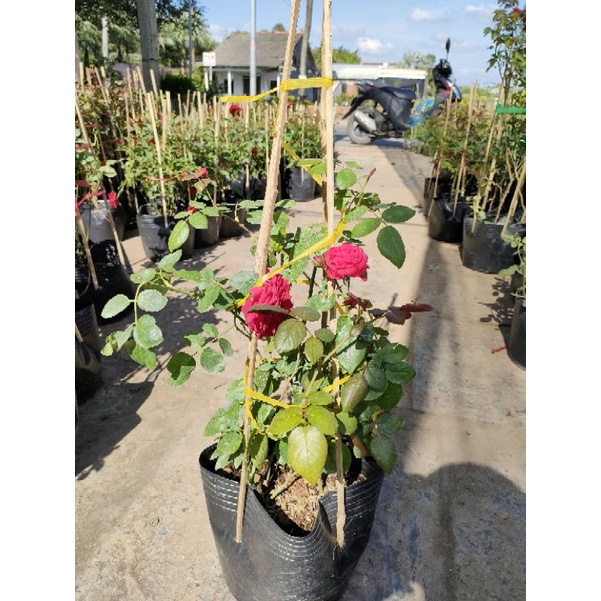 Hồng ngoại red eden