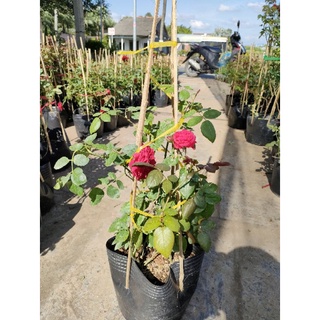 Hồng ngoại red eden