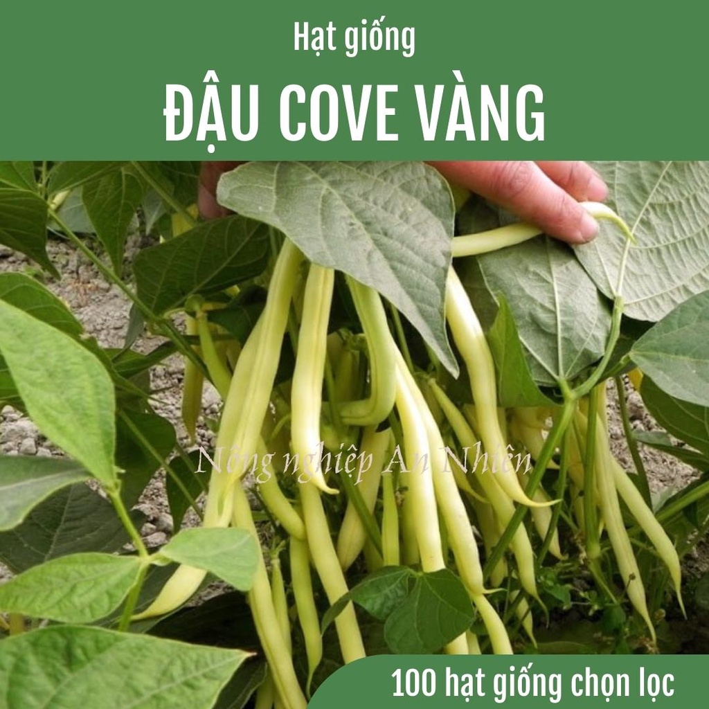 100 Hạt giống đậu cove quả Vàng bụi lùn siêu trái