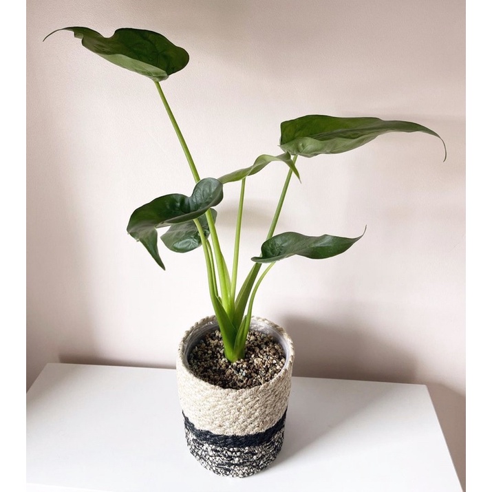 Cây Alocasia cucullata