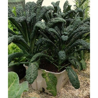 Hạt giống cải kale laci ý khủng long , thu hoạch lá ăn dần , cây cao gần 2m