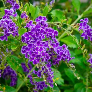 Cây Chủi Ngọc Tím Duranta Erecta