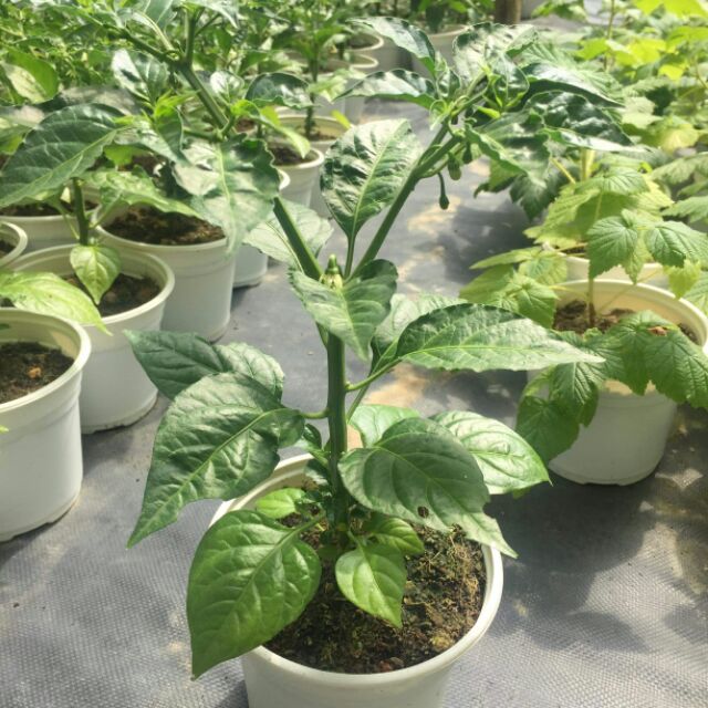Cây giống ớt Habanero