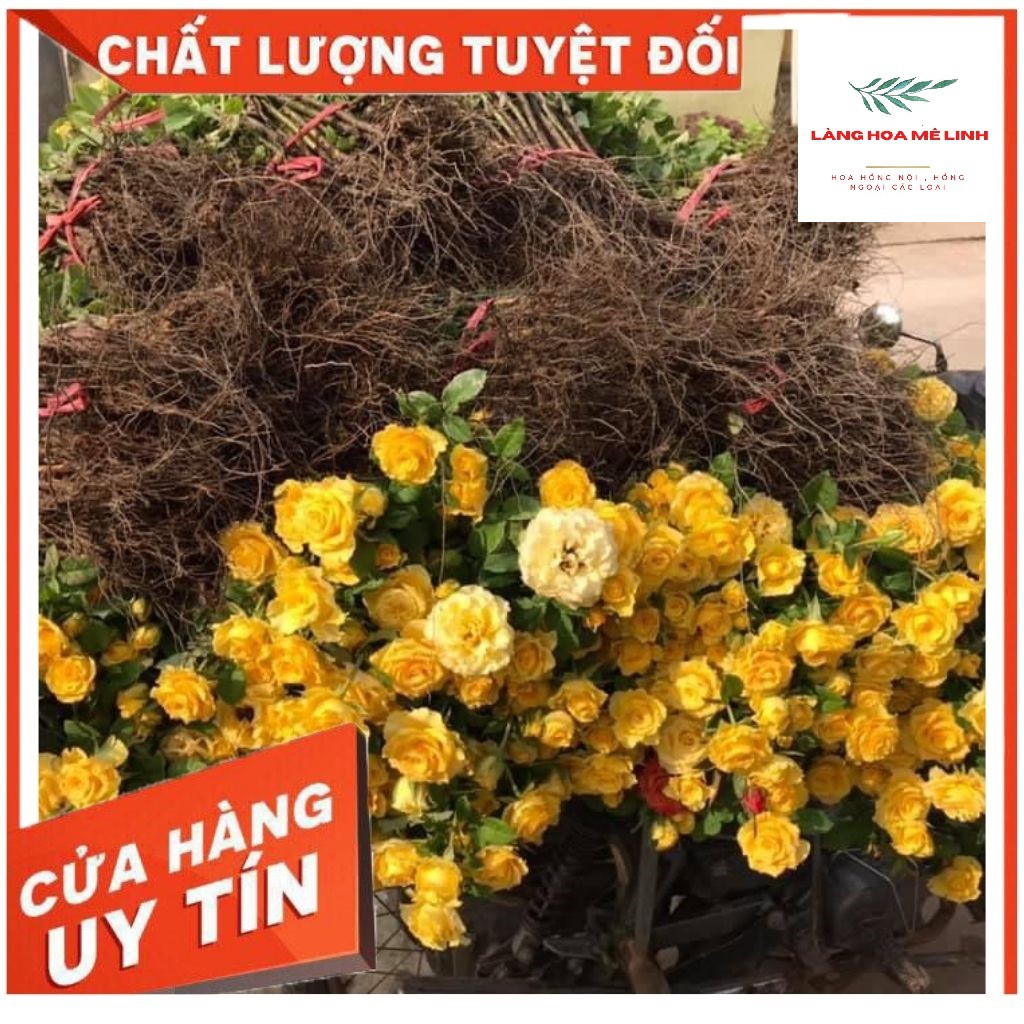 Cây Hoa Hồng Ngoại Rễ Trần -[ 🌹🌹GÍA SIÊU RẺ🌹🌹 ]🎋🎋🎋-  Nhiều Màu Đẹp, Cây Khỏe.🎋🎋🎋