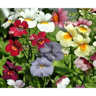 Hạt Giống Hoa Nemesia