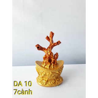 Sỉ Gốc kim tiền, gốc thỏi vàng, gốc cây cành vàng lá ngọc chưng tết, gốc kim tiền 7 nhánh