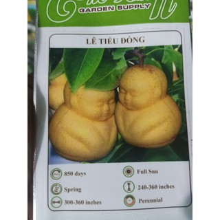 Hạt giống lê tiểu đồng| Lê mặt nhân
