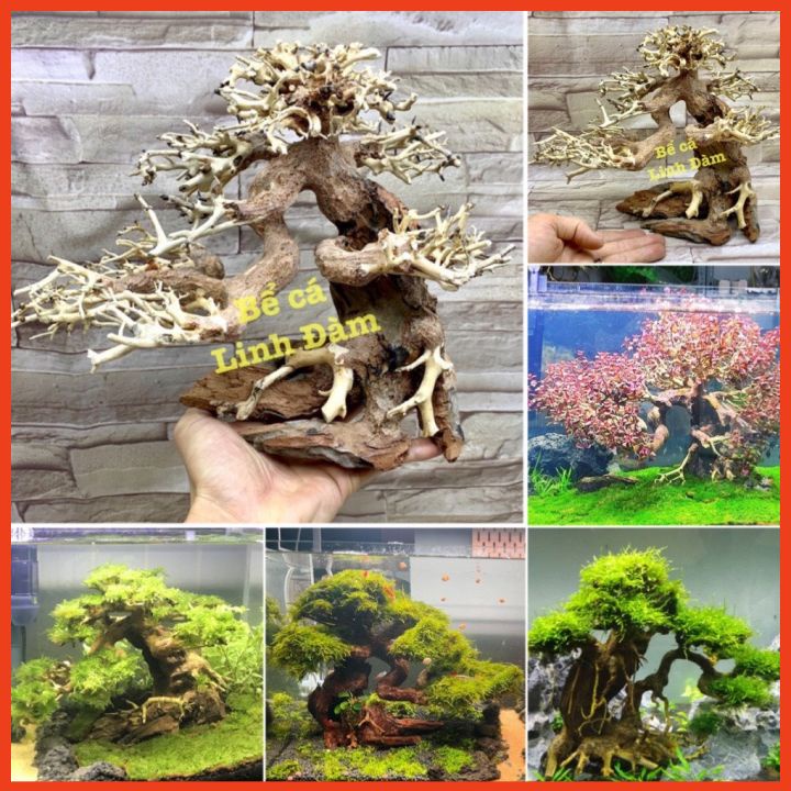 Lũa Bonsai Trang Trí Bể Cá Thủy Sinh, Bể Cá Cảnh